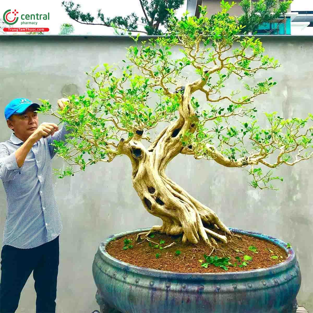 Cây Nguyệt quế bonsai của nghệ nhân Lĩnh nam Trung Quốc