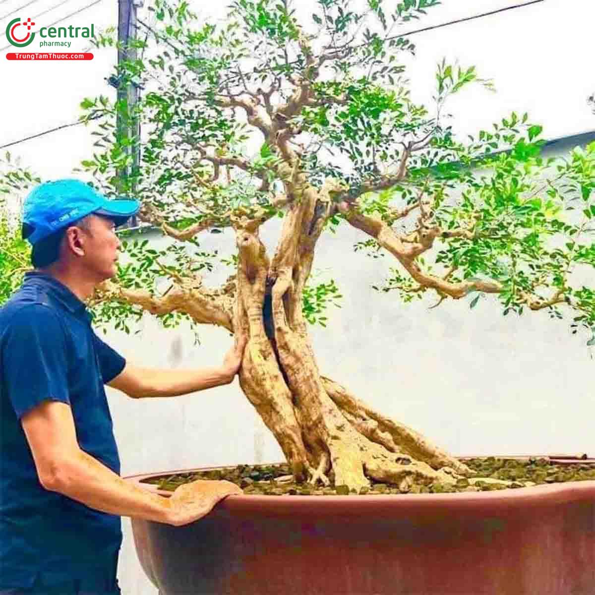 Cây Nguyệt quế bonsai của nghệ nhân Lĩnh nam Trung Quốc