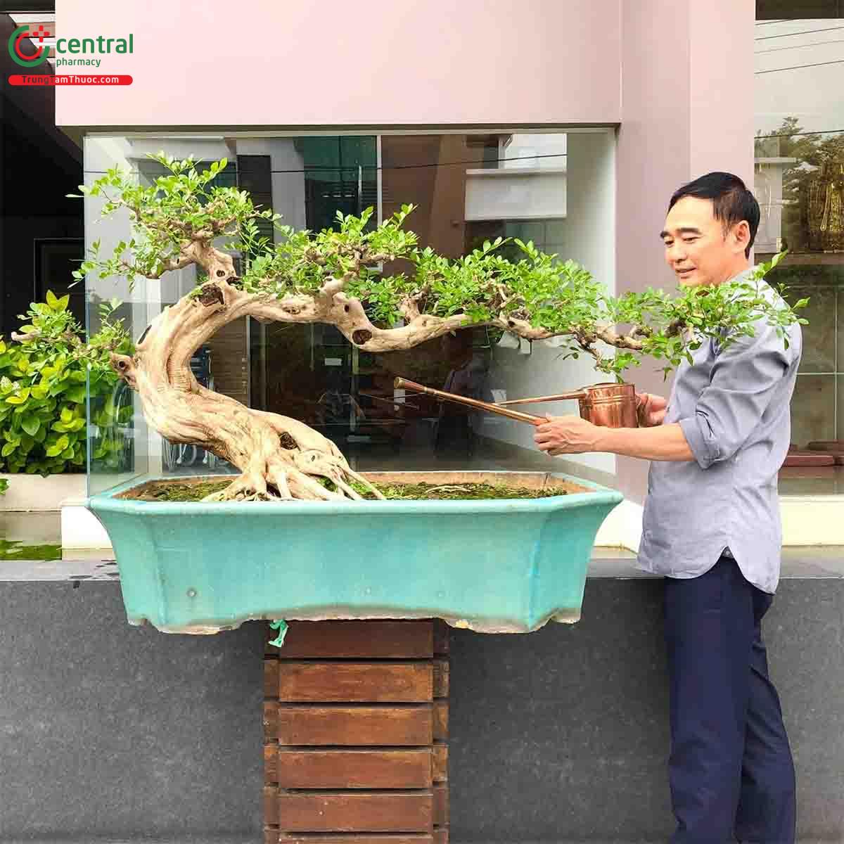 Cây Nguyệt quế bonsai của nghệ nhân Lĩnh nam Trung Quốc