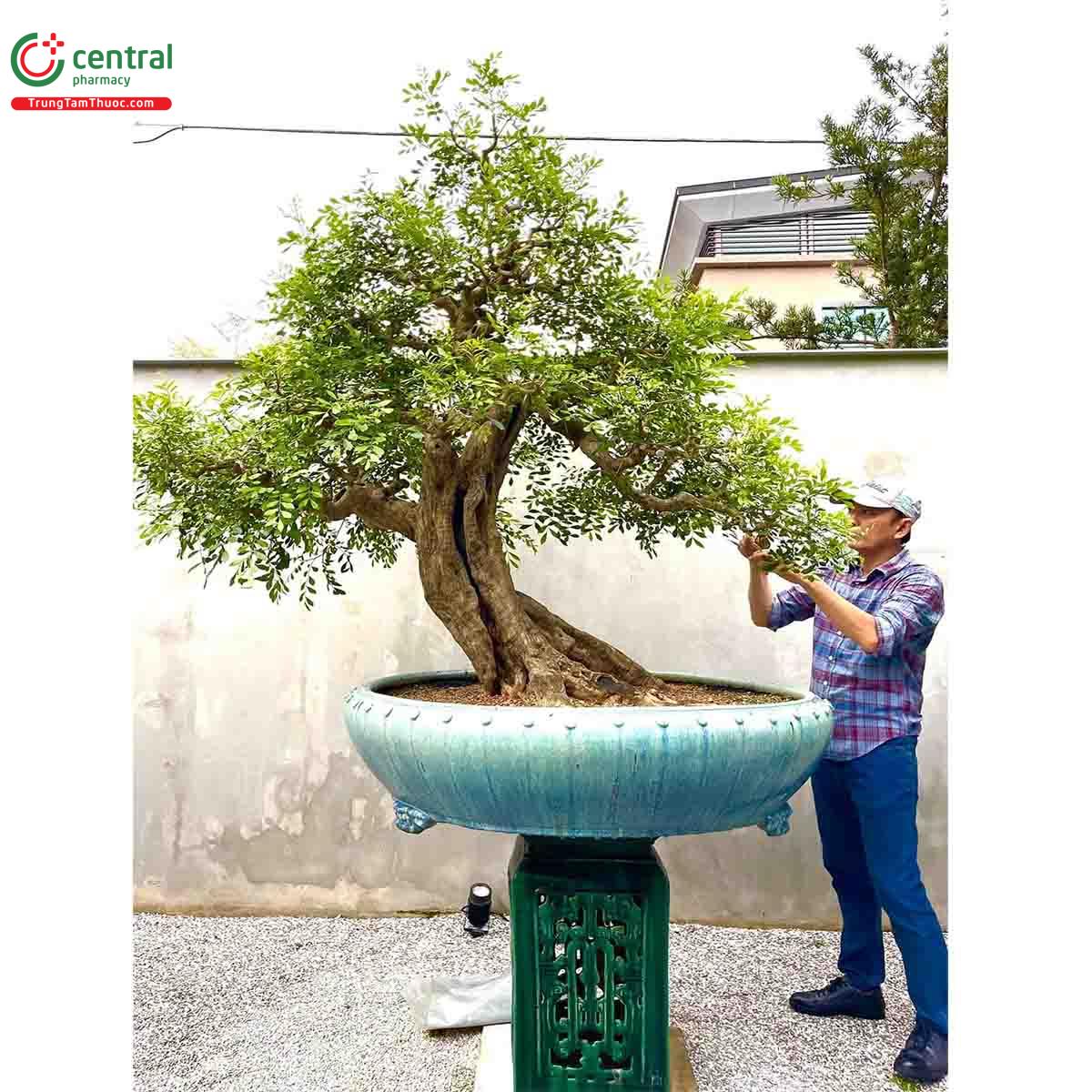 Cây Nguyệt quế bonsai của nghệ nhân Lĩnh nam Trung Quốc