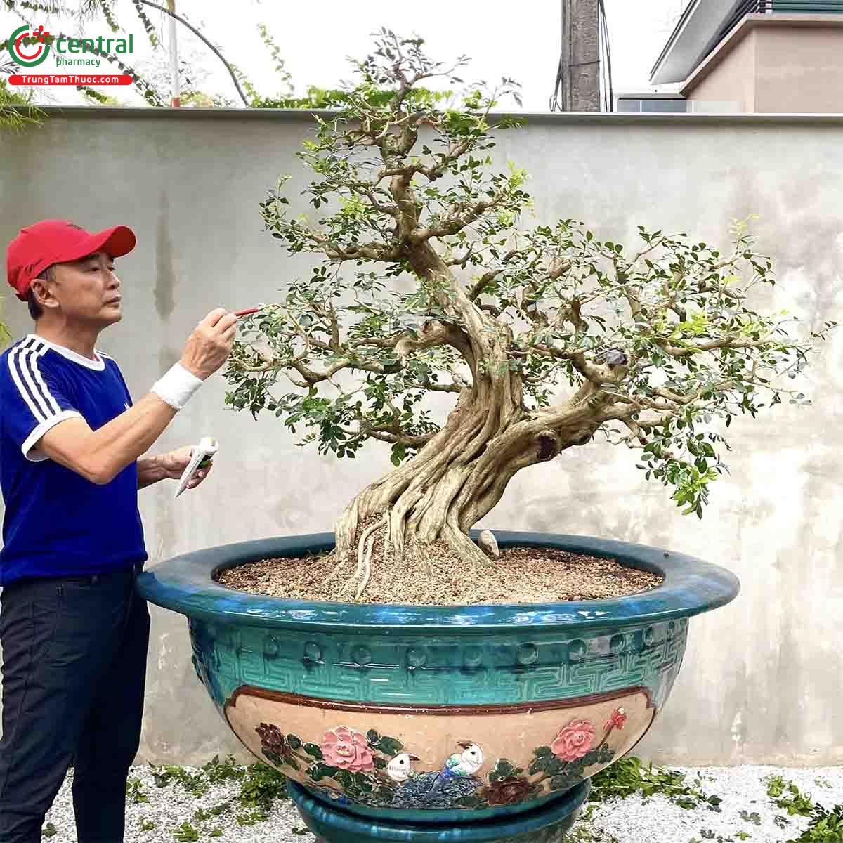 Cây Nguyệt quế bonsai của nghệ nhân Lĩnh nam Trung Quốc