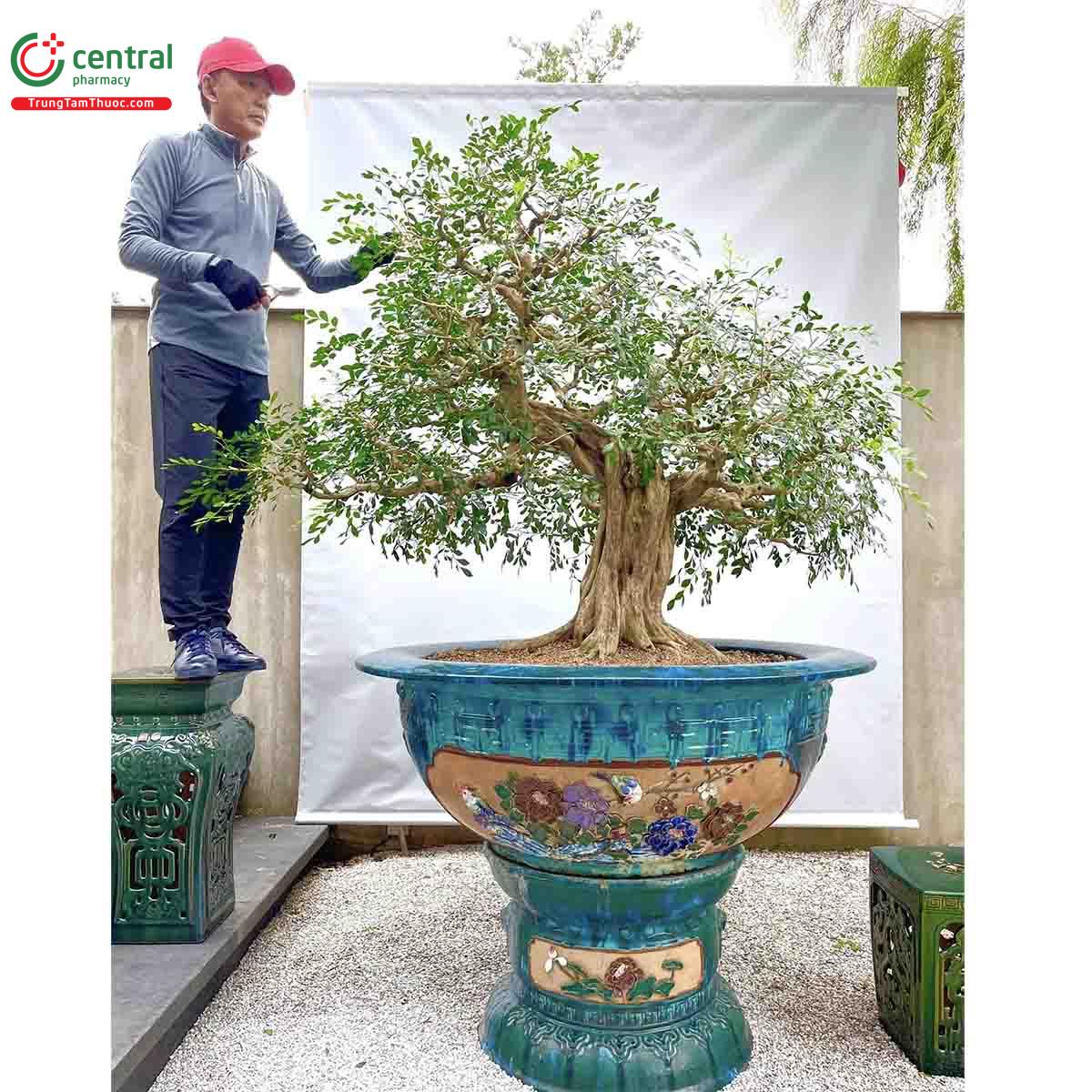 Cây Nguyệt quế bonsai của nghệ nhân Lĩnh nam Trung Quốc