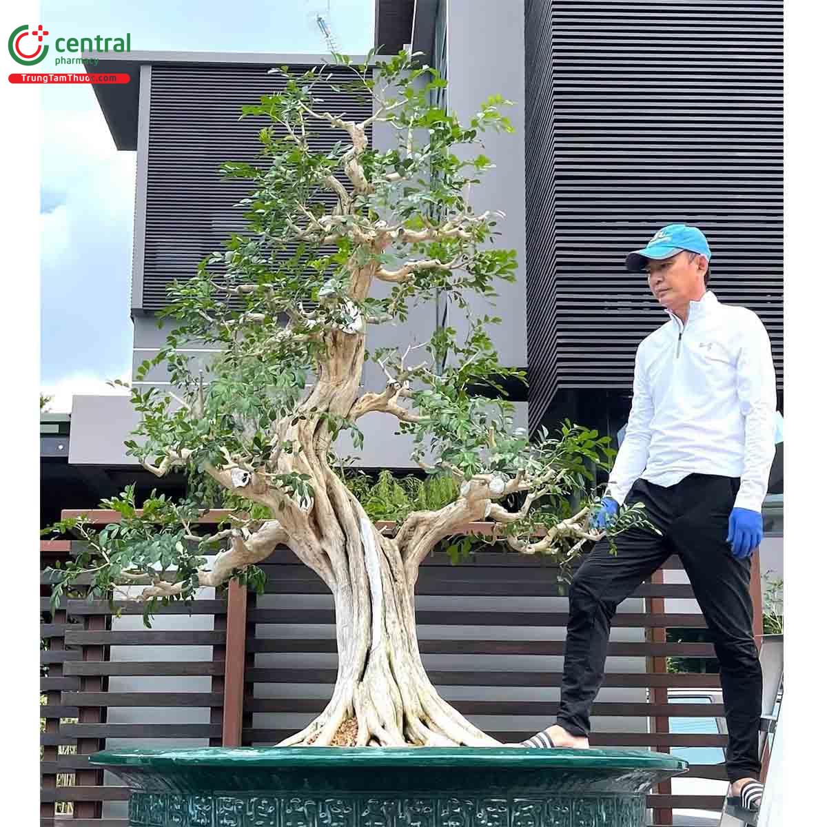 Cây Nguyệt quế bonsai của nghệ nhân Lĩnh nam Trung Quốc