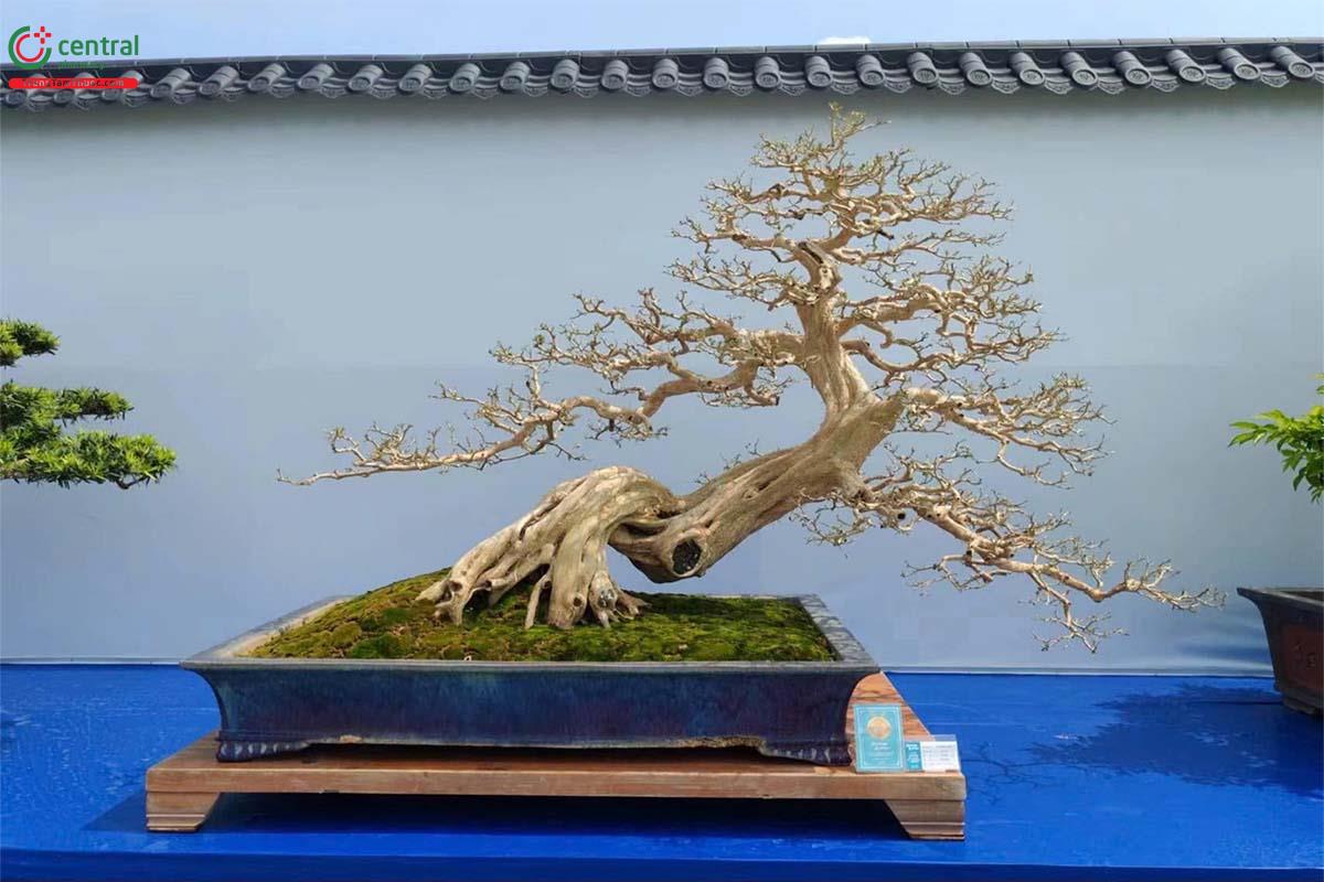 Hình ảnh cây Nguyệt Quới (Nguyệt Quế) Bonsai tại Việt Nam