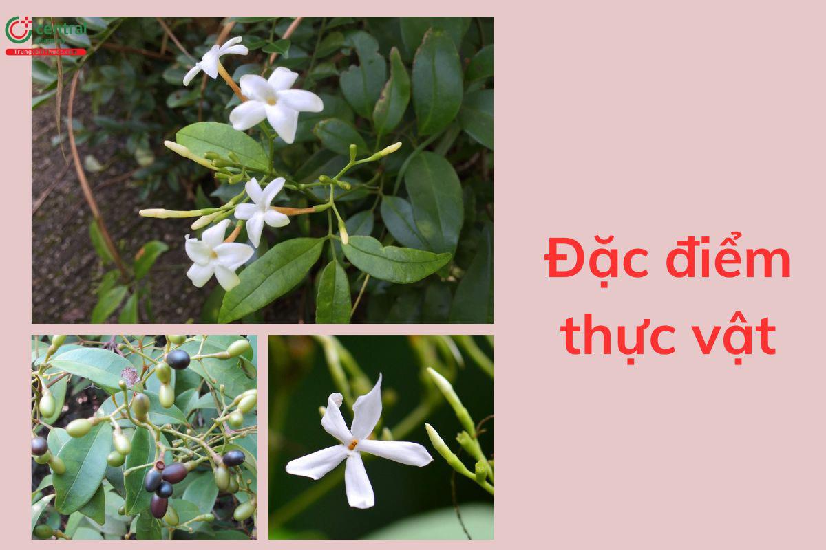 Hình ảnh cây Nhài thon