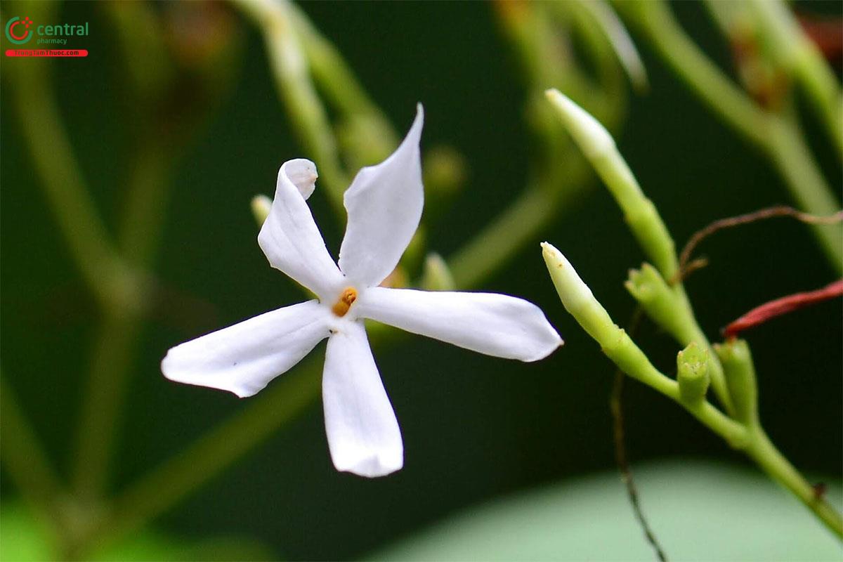 Đặc điểm phân bố