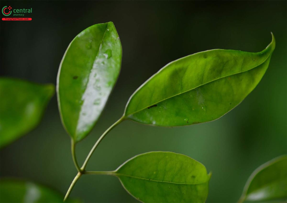 Thành phần hóa học