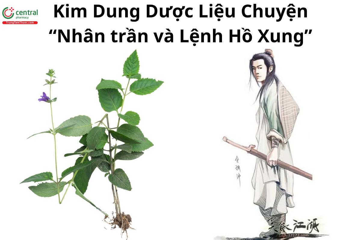 Kim Dung Dược Liệu Chuyện - Nhân trần và Lệnh Hồ Xung
