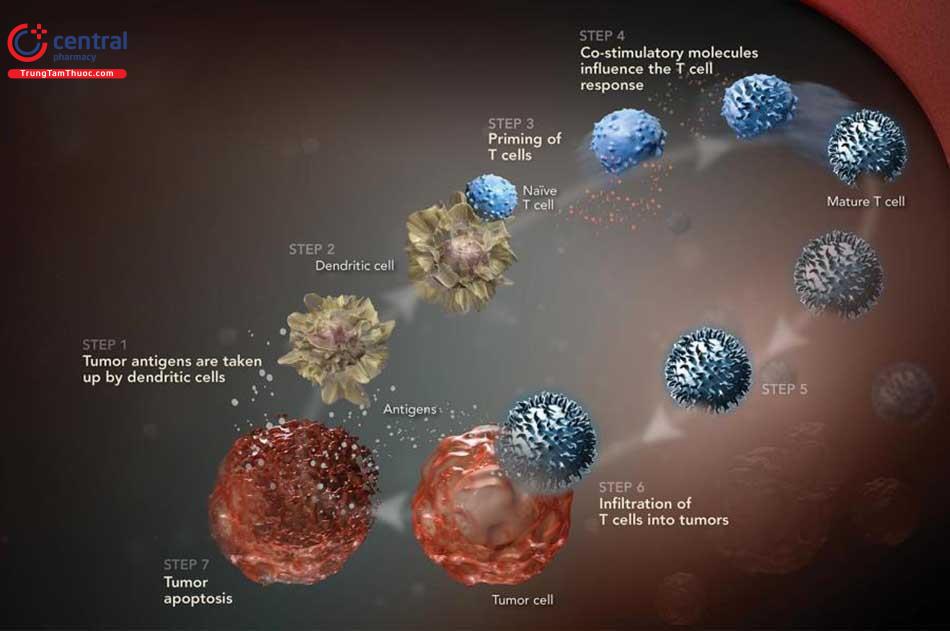 Nhân bản các tế bào miễn dịch