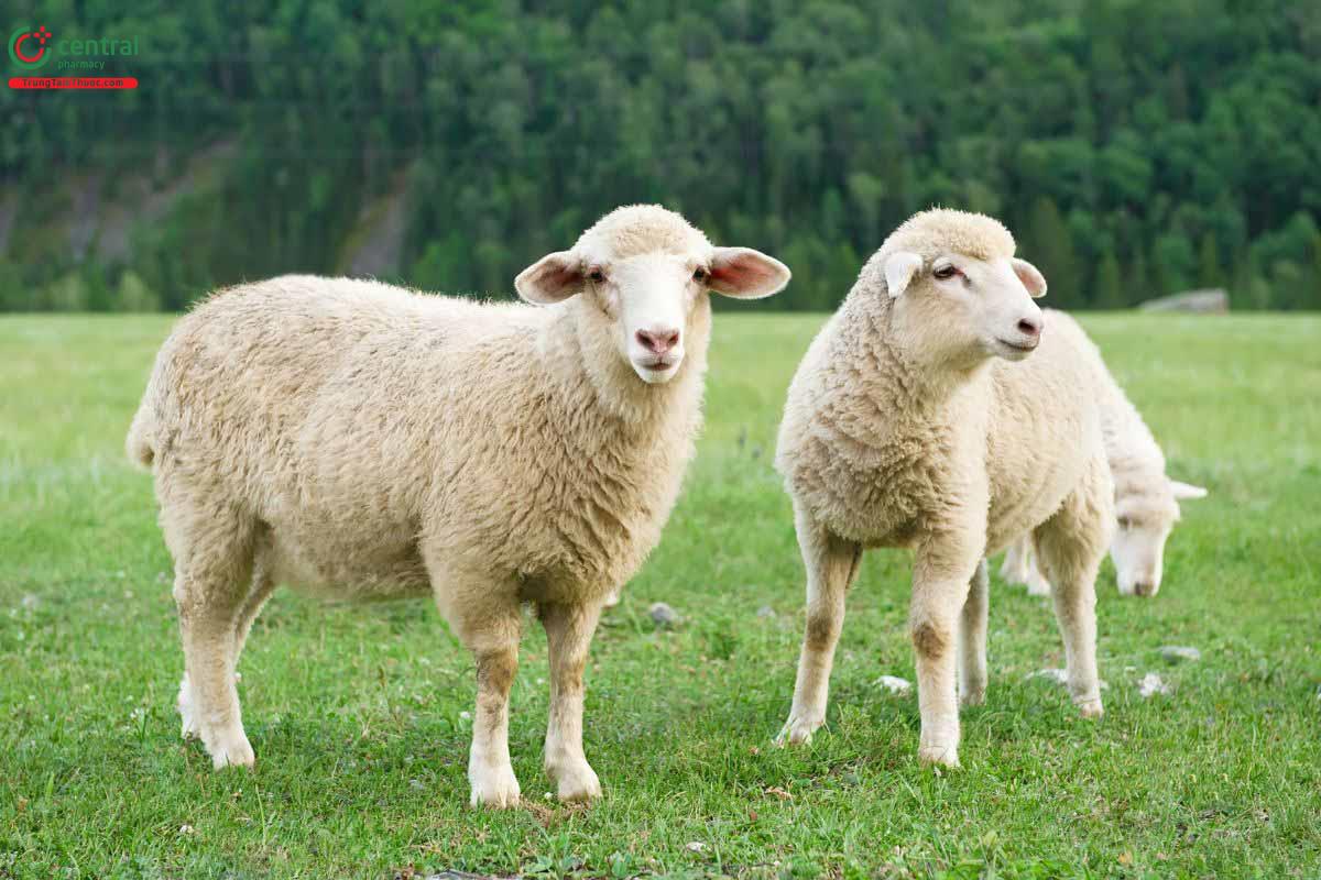 Nhau thai cừu là gì?
