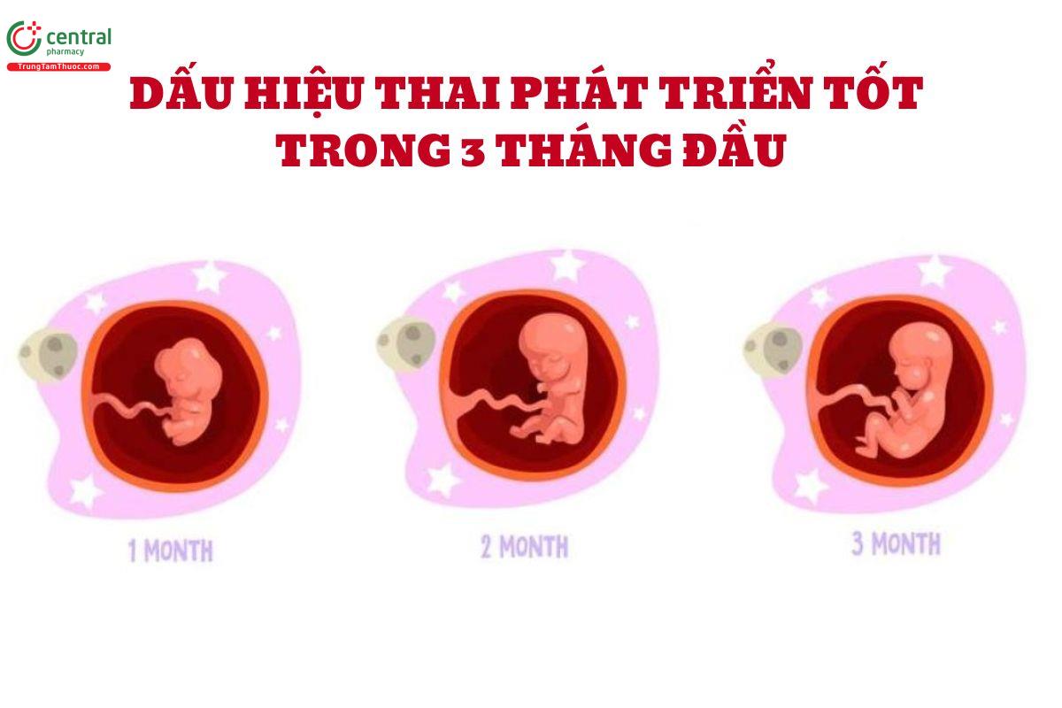 Dấu hiệu thai phát triển tốt trong 3 tháng đầu