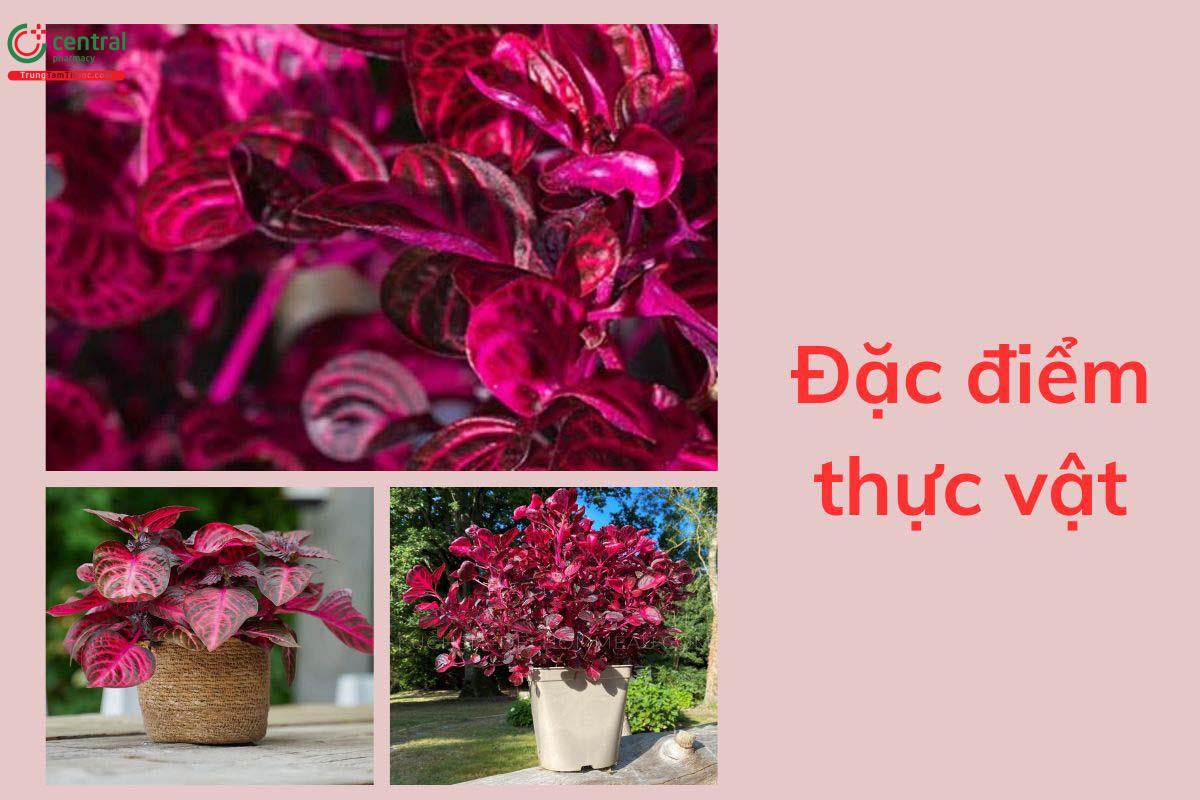 Đặc điểm thực vật