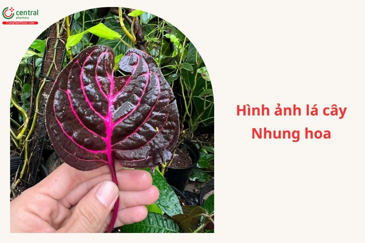 Đặc điểm phân bố
