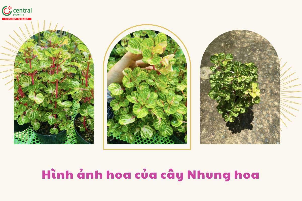 Thành phần hóa học
