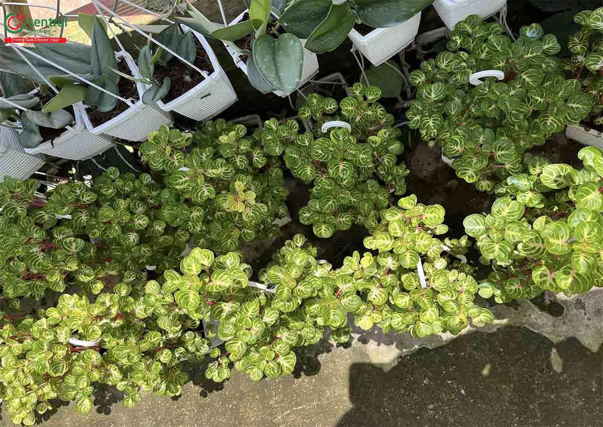 Công dụng theo Y học cổ truyền