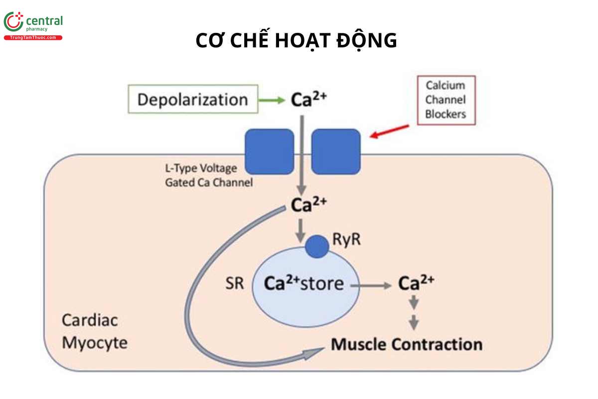 Cơ chế của Nicardipine