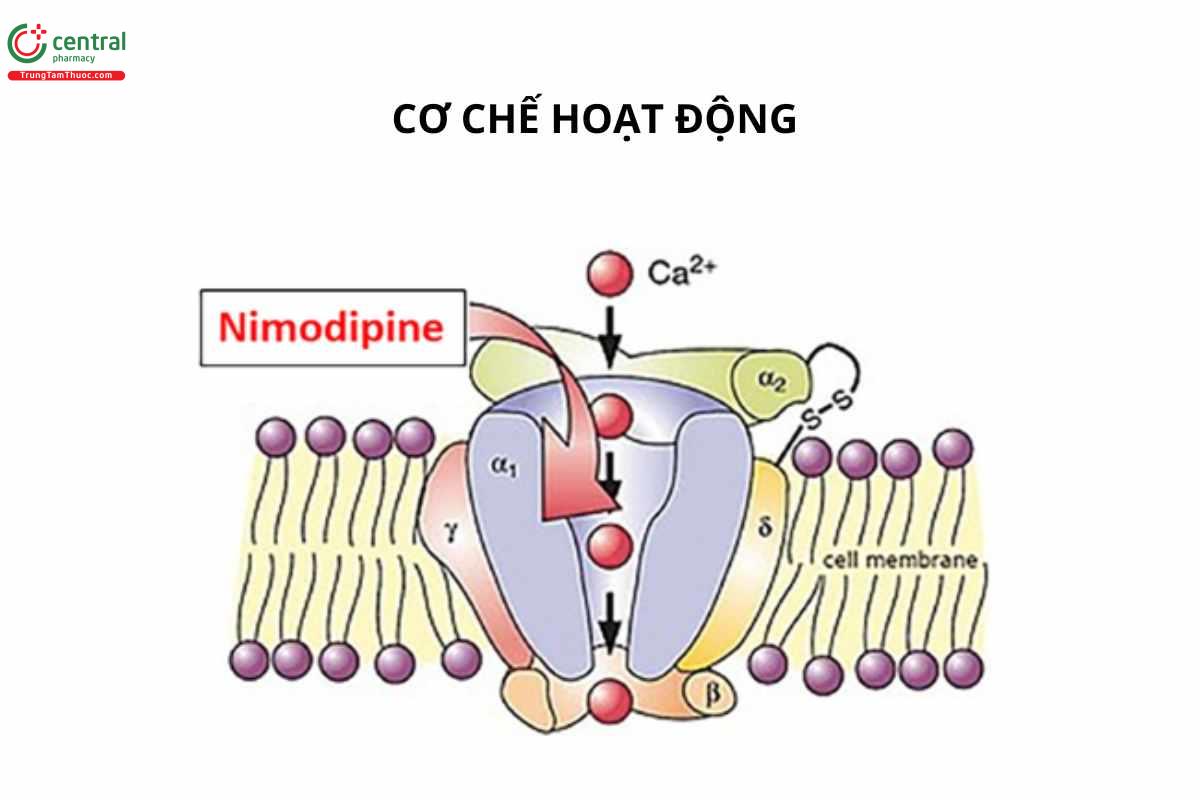 Cơ chế hoạt động của Nimodipine