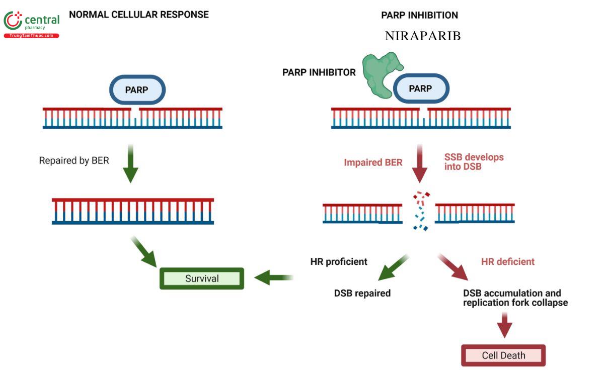 Cơ chế Niraparib