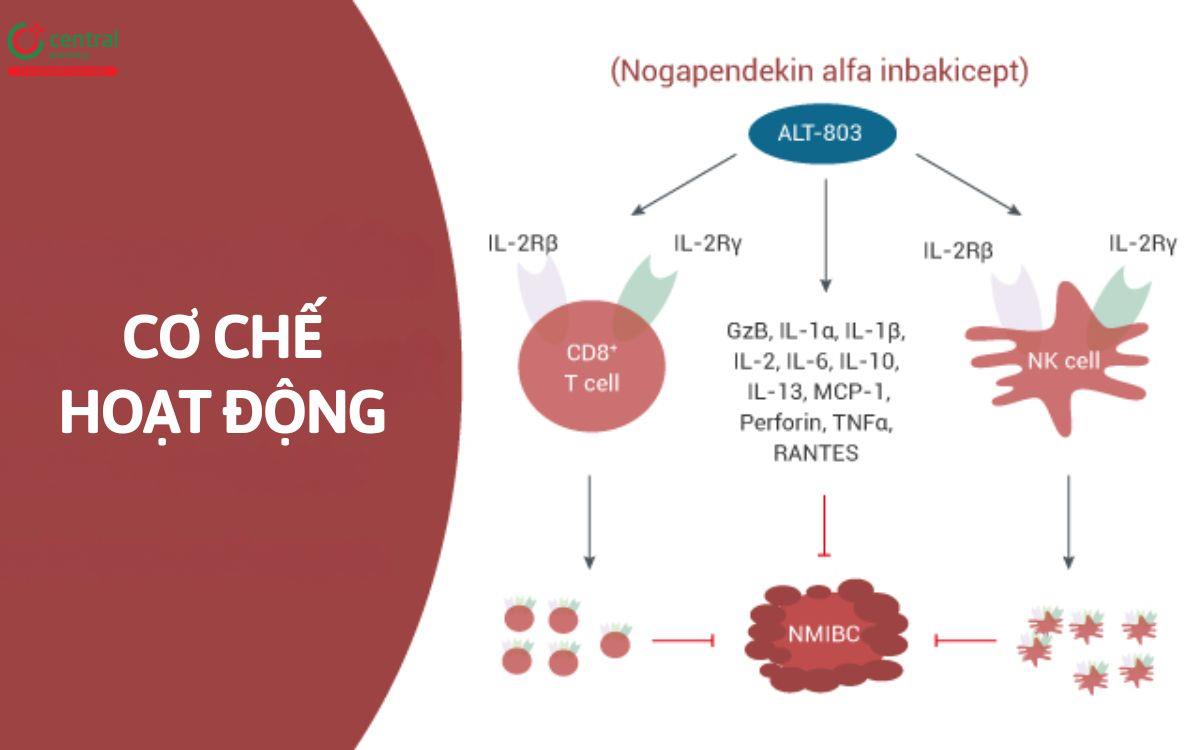 Cơ chế Nogapendekin alfa inbakicept