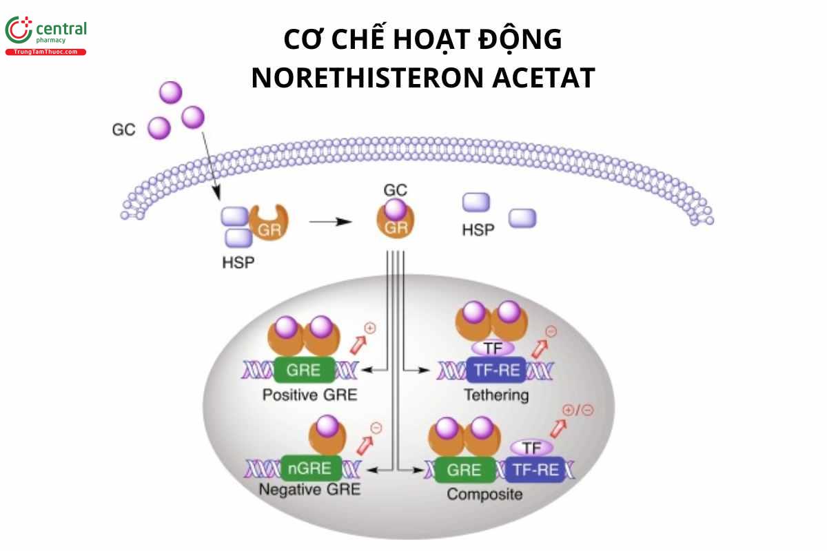 Cơ chế hoạt động của Norethisterone