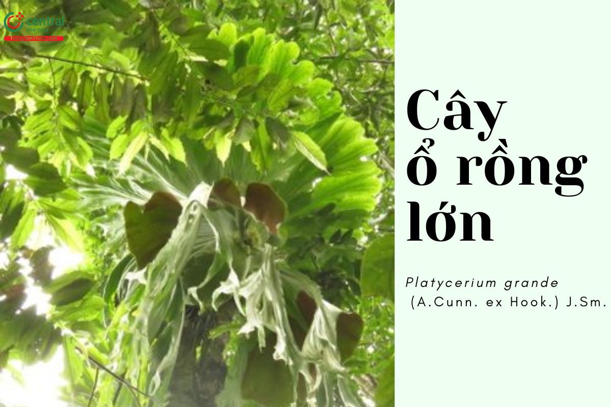 Cây Ổ rồng lớn