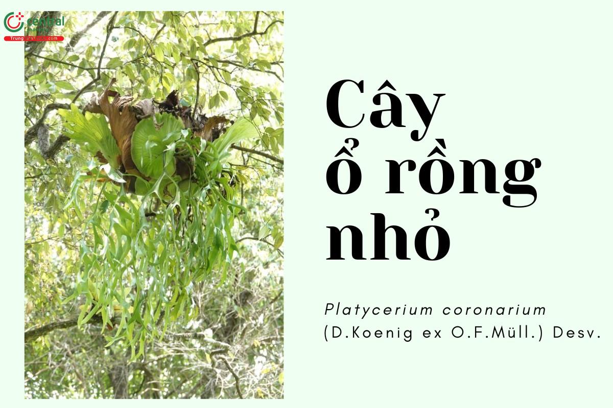 Cây Ổ rồng nhỏ