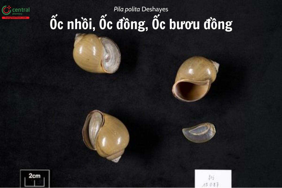 Ốc nhồi