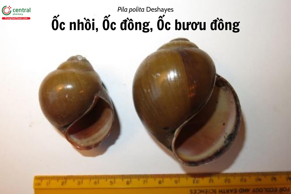 Ốc nhồi