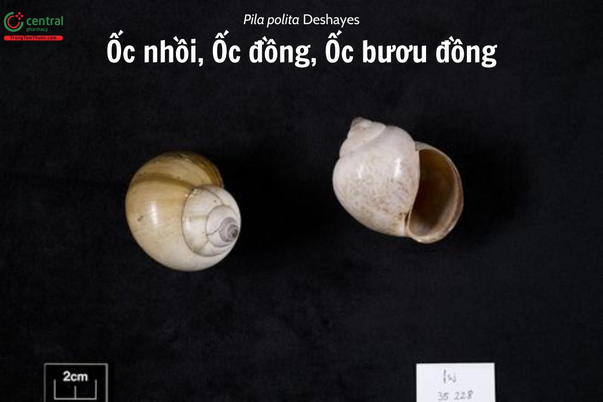 Ốc nhồi