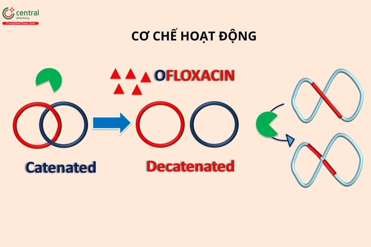 Cơ chế của Ofloxacin
