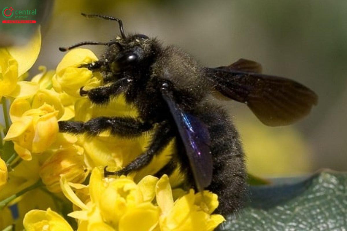 Hình ảnh ong bầu đất