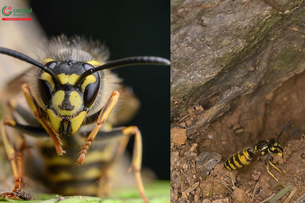 Hình ảnh ong đất