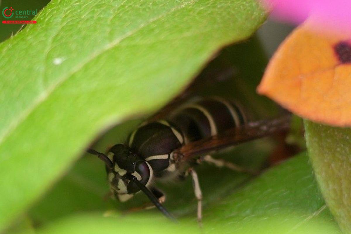 Hình ảnh ong đất