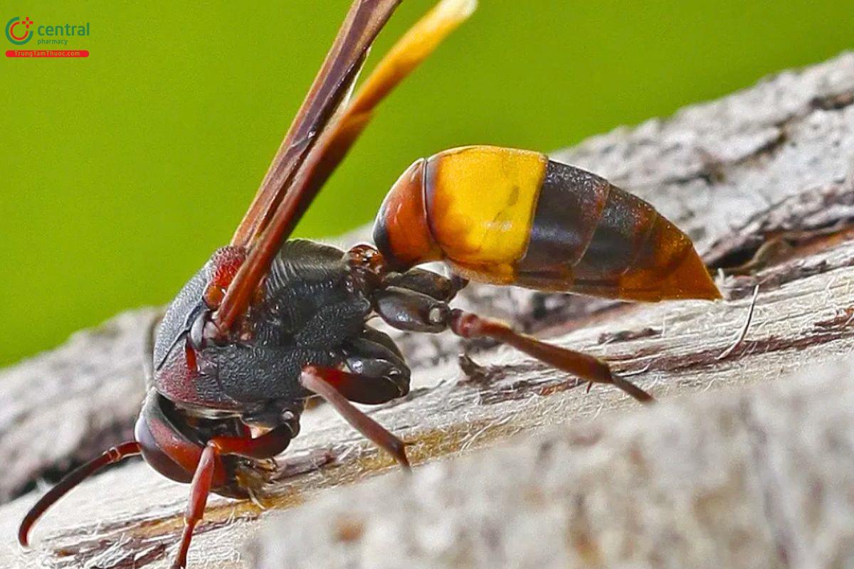 Hình ảnh ong vò vẽ