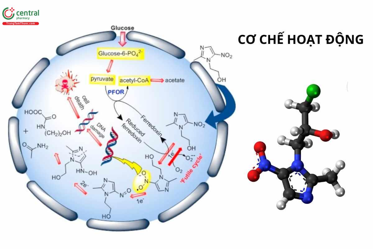 Cơ chế của Ornidazole
