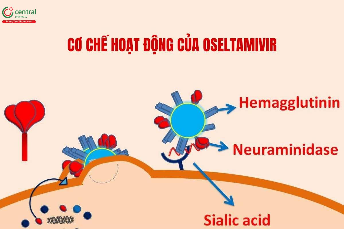 Cơ chế của Oseltamivir