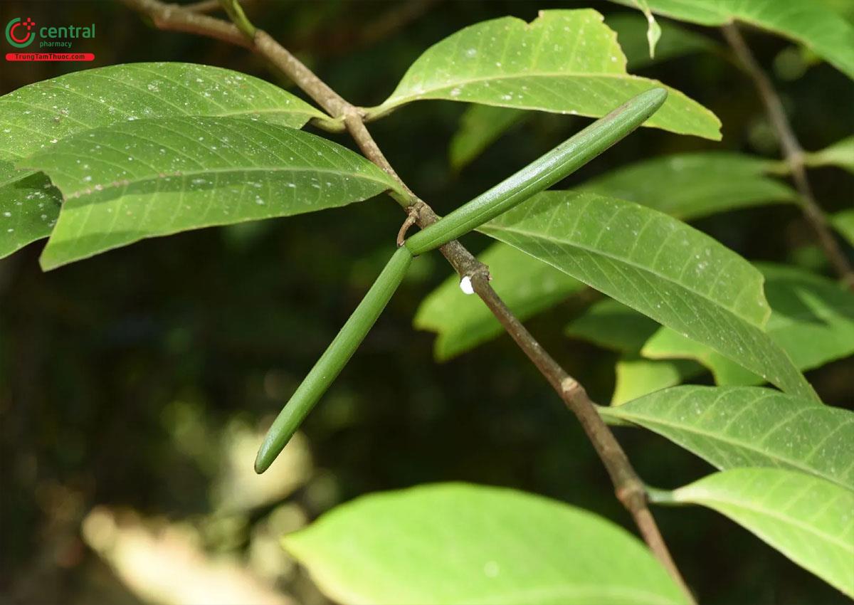 Quả của cây Ớt làn lá to