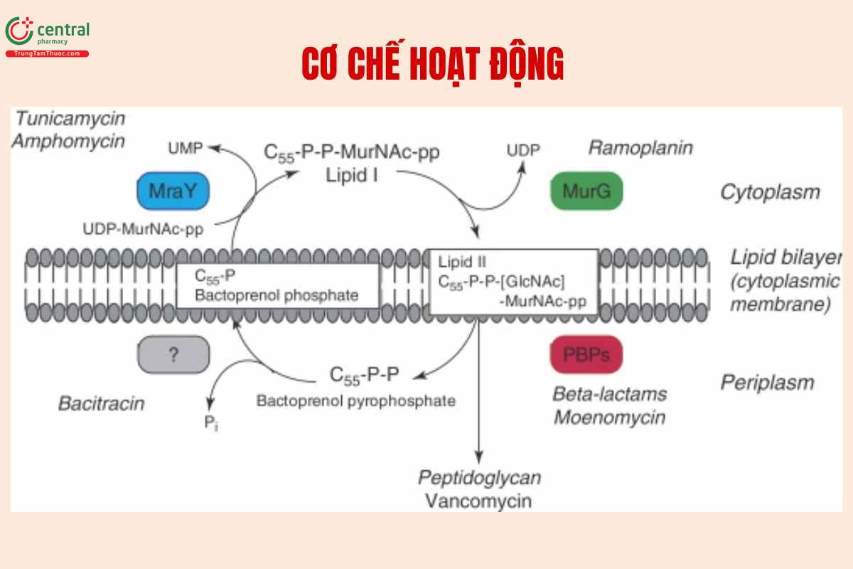 Cơ chế của Oxacillin