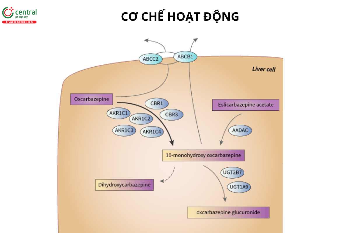 Cơ chế của Oxcarbazepine