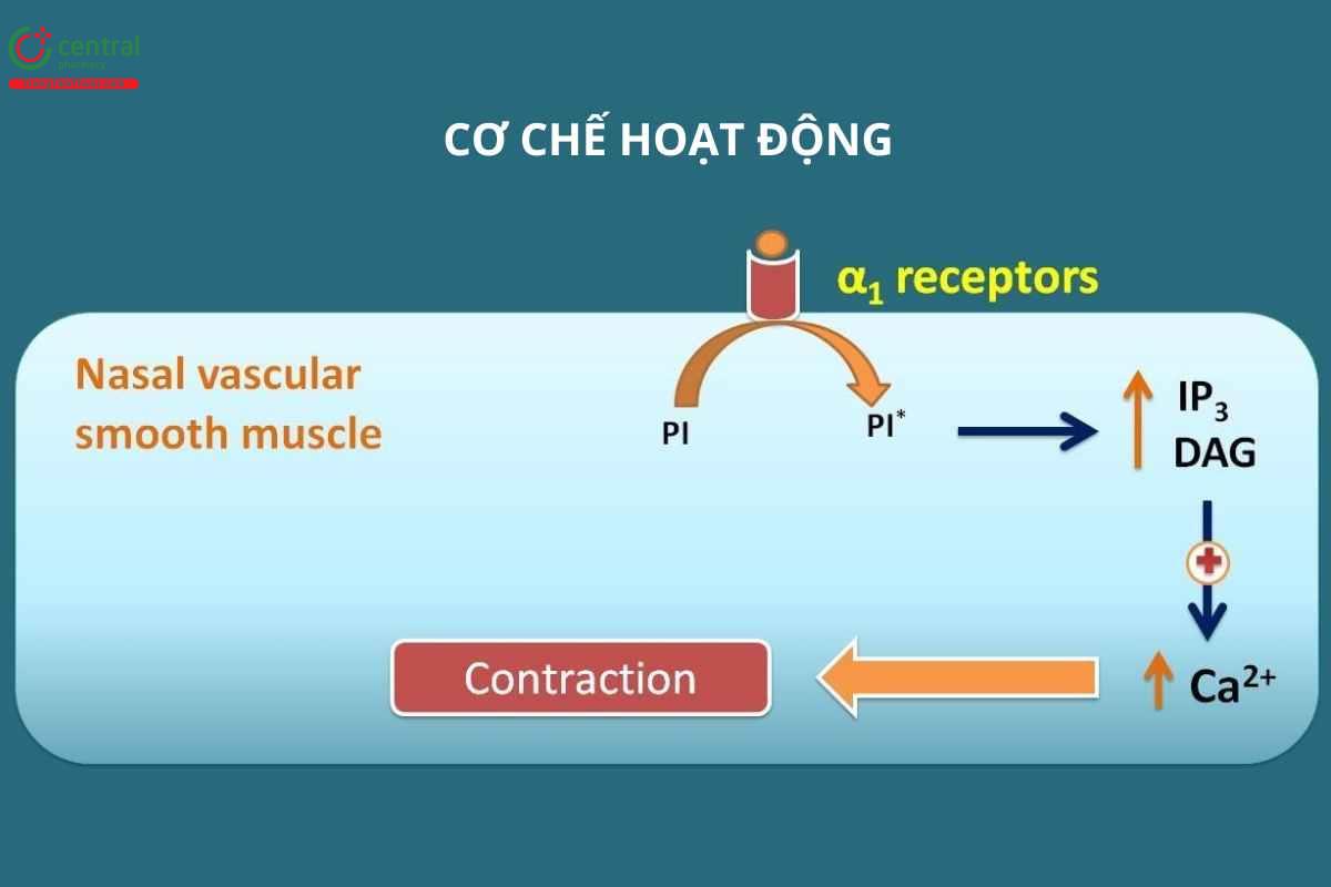 Cơ chế của Oxymetazoline