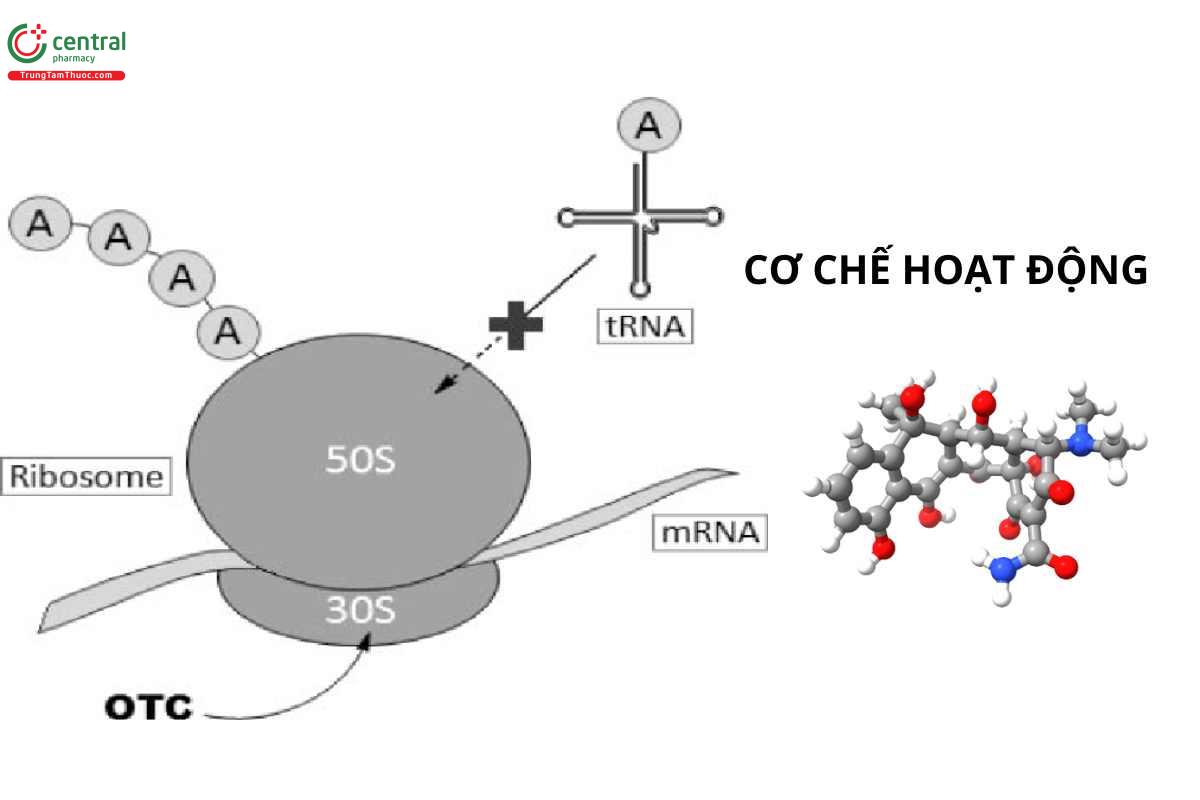 Cơ chế của Oxytetracycline