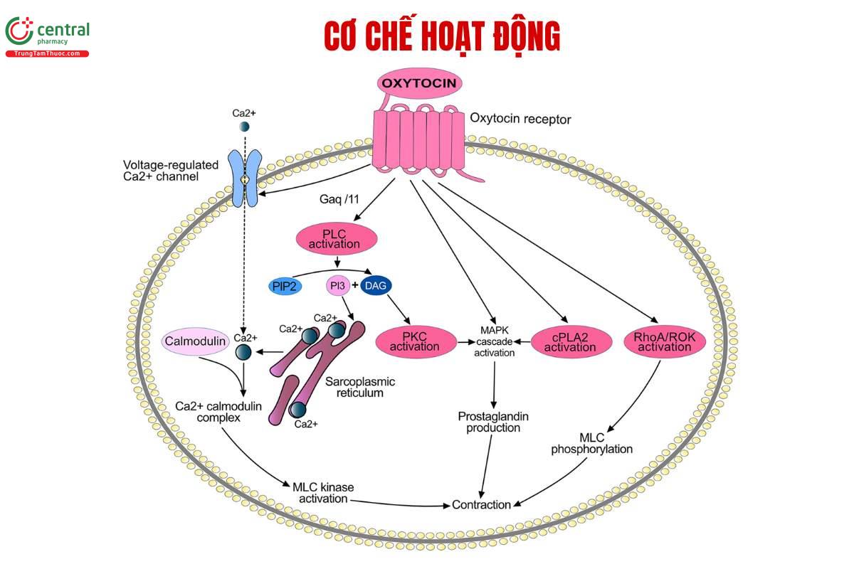 Cơ chế của Oxytocine