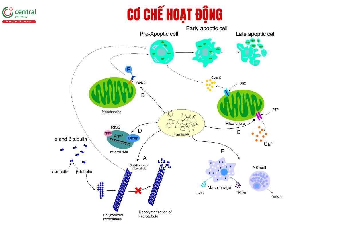 Cơ chế hoạt động của Paclitaxel
