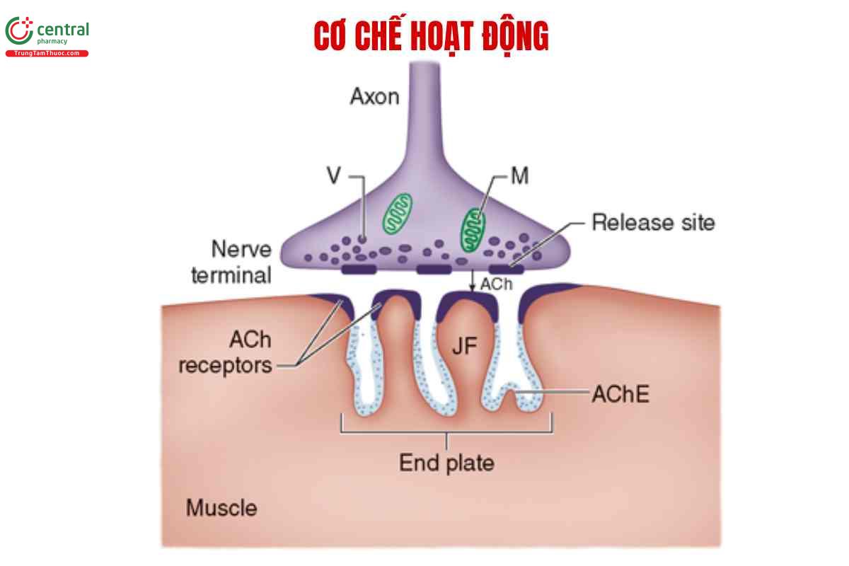 Cơ chế hoạt động của Pancuronium