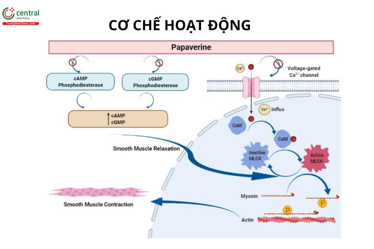 Cơ chế của Papaverin