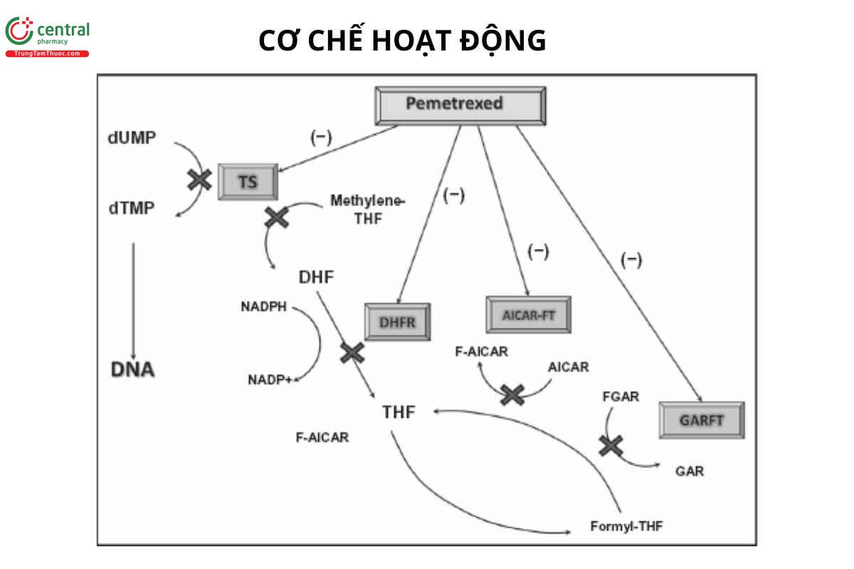 Cơ chế hoạt động Pemetrexed