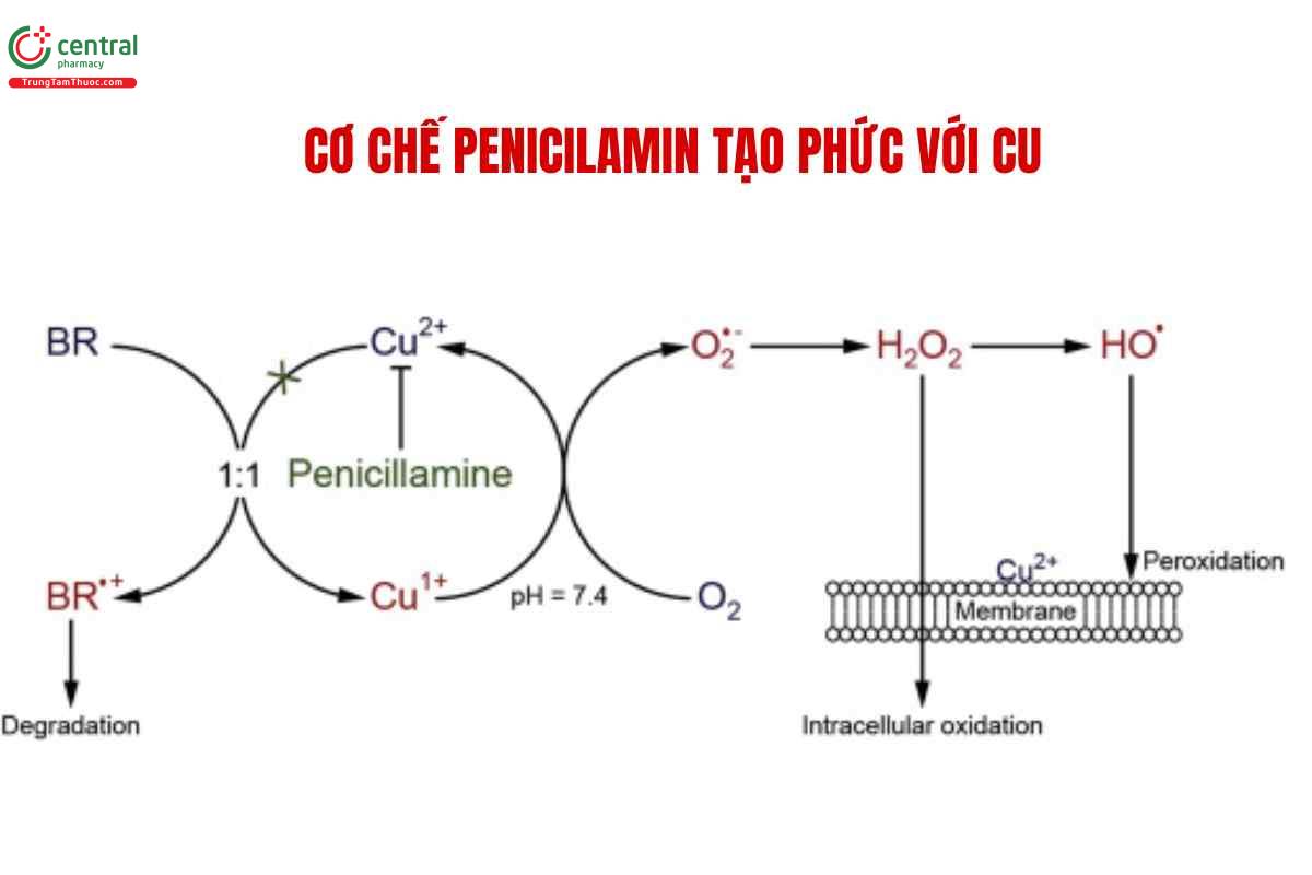 Cơ chế tạo phức với Cu của Penicillamin