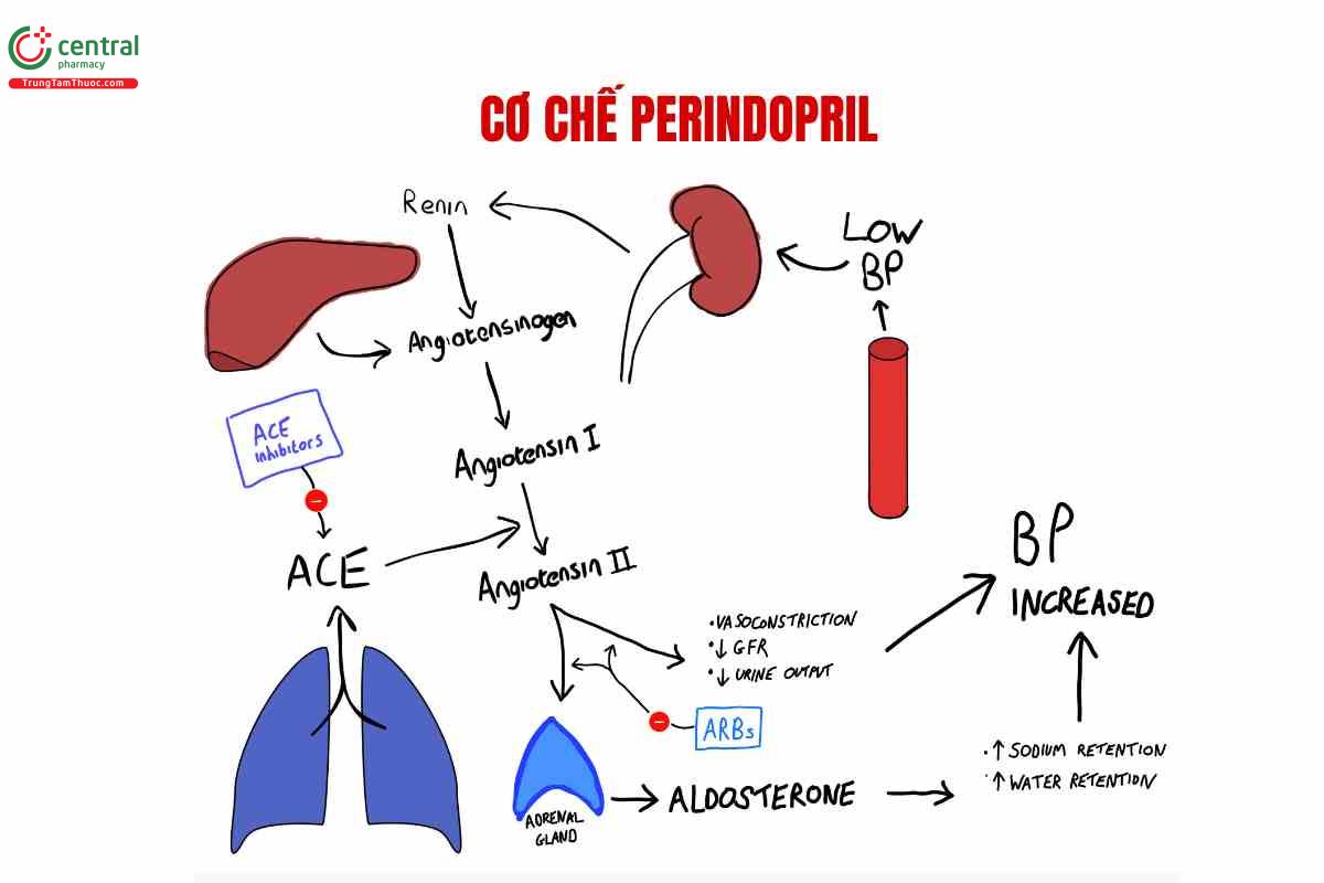 Cơ chế của Perindopril
