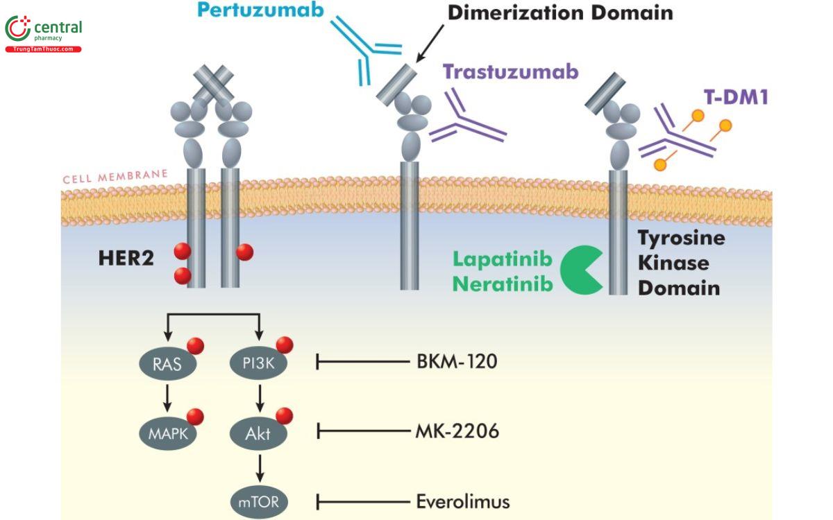 Cơ chế thuốc Pertuzumab