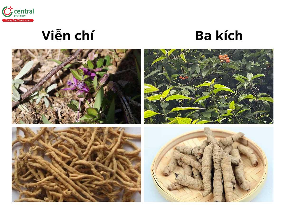 Phân biệt Ba kích thật và giả